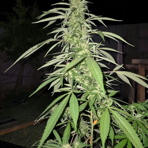 Maria José (prenseed) growlog timeline photo