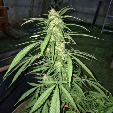 Maria José (prenseed) growlog timeline photo