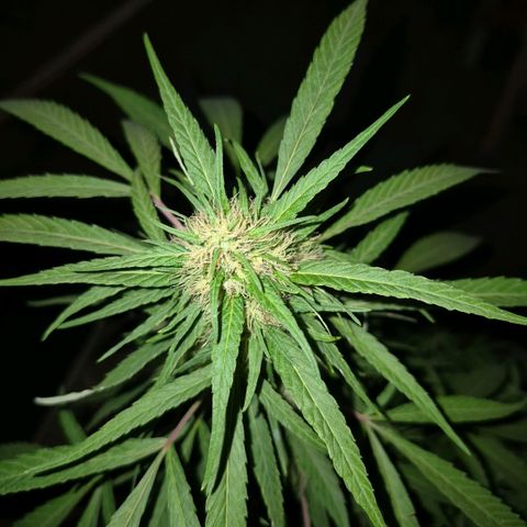Maria José (prenseed) growlog timeline photo