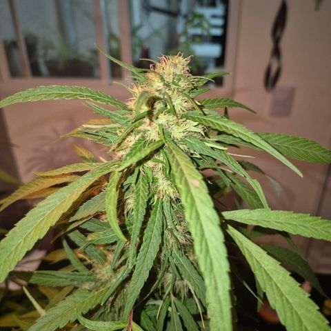 Maria José (prenseed) growlog timeline photo