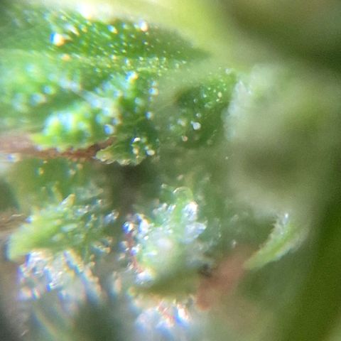 Maria José (prenseed) growlog timeline photo