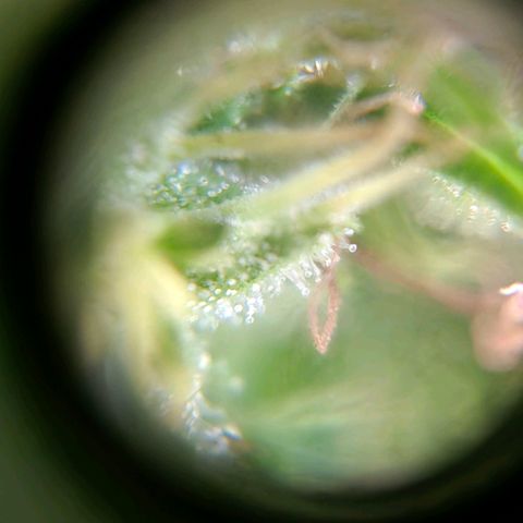 Maria José (prenseed) growlog timeline photo