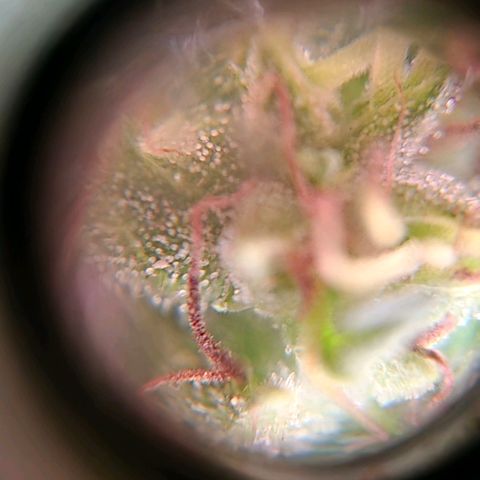 Maria José (prenseed) growlog timeline photo