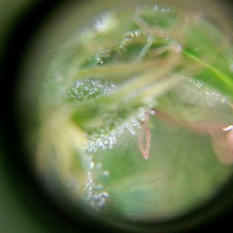 Maria José (prenseed) growlog timeline photo