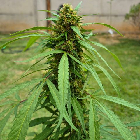 Maria José (prenseed) growlog timeline photo