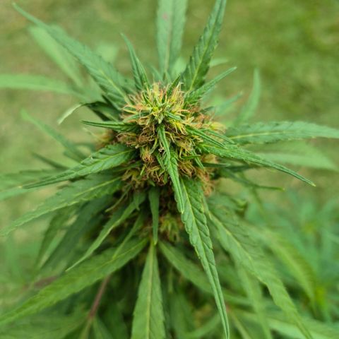 Maria José (prenseed) growlog timeline photo