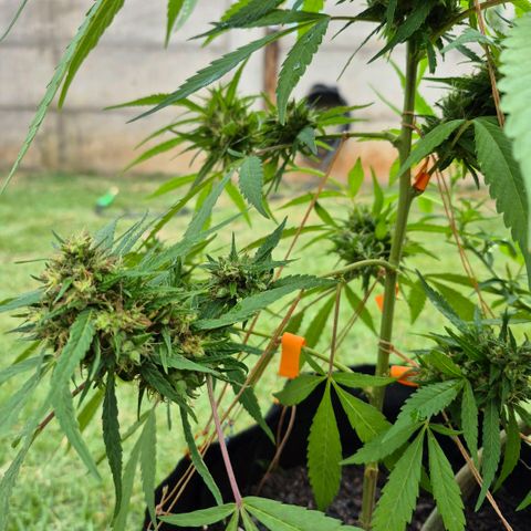 Maria José (prenseed) growlog timeline photo