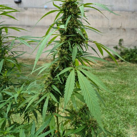 Maria José (prenseed) growlog timeline photo