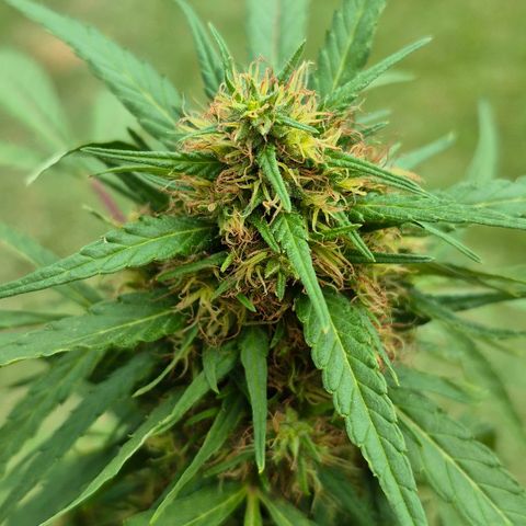 Maria José (prenseed) growlog timeline photo