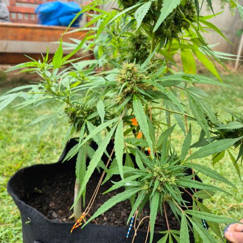 Maria José (prenseed) growlog timeline photo