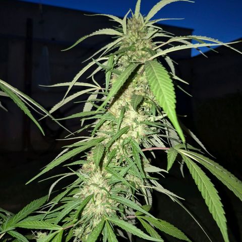 Maria José (prenseed) growlog timeline photo