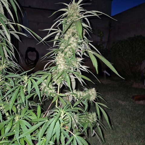 Maria José (prenseed) growlog timeline photo