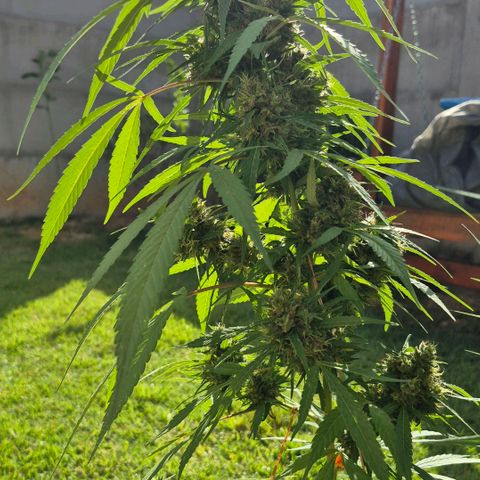 Maria José (prenseed) growlog timeline photo
