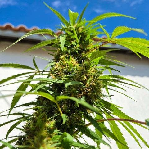 Maria José (prenseed) growlog timeline photo