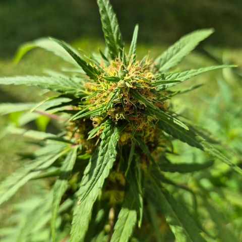 Maria José (prenseed) growlog timeline photo