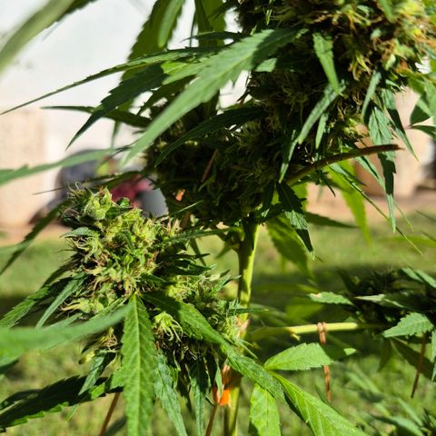 Maria José (prenseed) growlog timeline photo