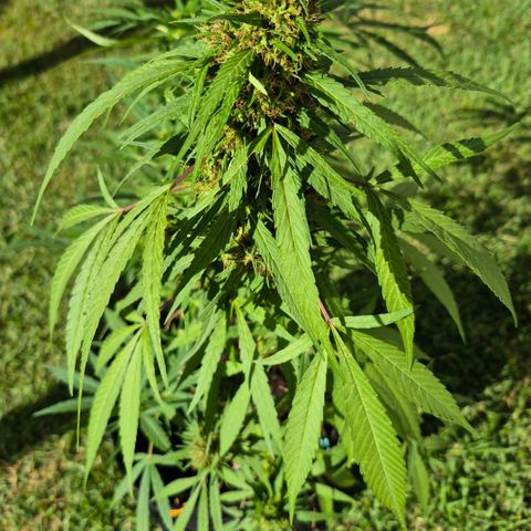 Maria José (prenseed) growlog timeline photo