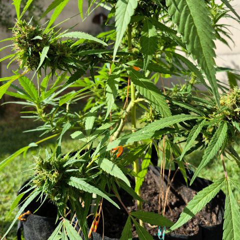 Maria José (prenseed) growlog timeline photo
