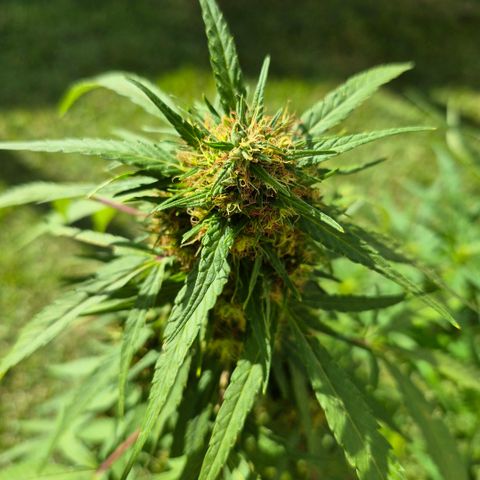 Maria José (prenseed) growlog timeline photo