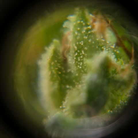 Maria José (prenseed) growlog timeline photo