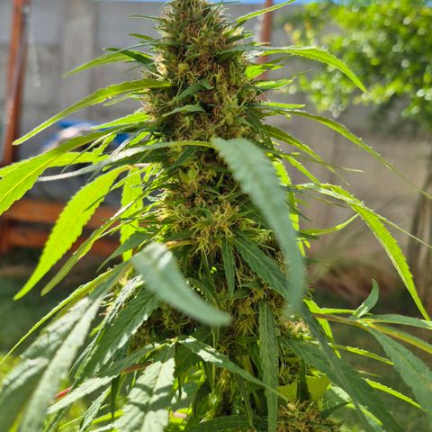 Maria José (prenseed) growlog timeline photo