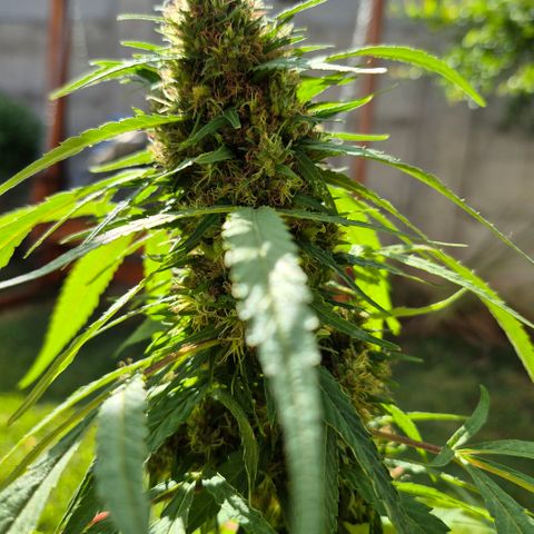 Maria José (prenseed) growlog timeline photo