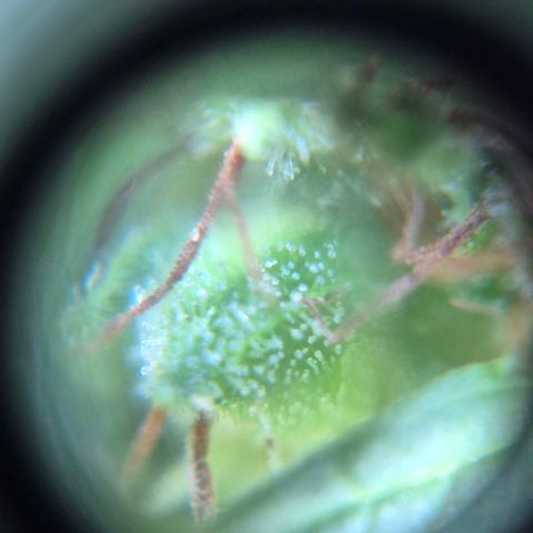 Maria José (prenseed) growlog timeline photo