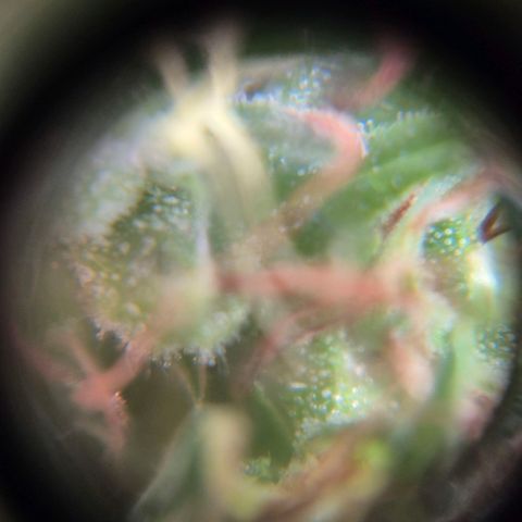 Maria José (prenseed) growlog timeline photo
