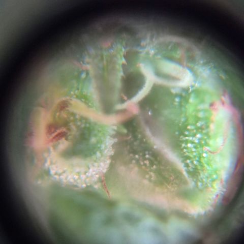 Maria José (prenseed) growlog timeline photo
