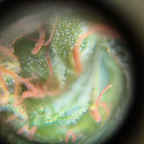 Maria José (prenseed) growlog timeline photo