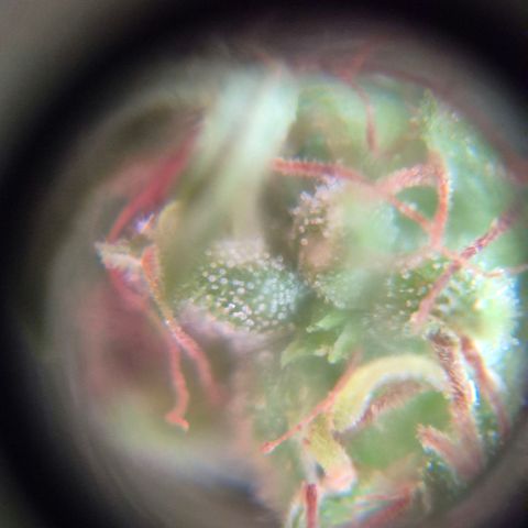 Maria José (prenseed) growlog timeline photo