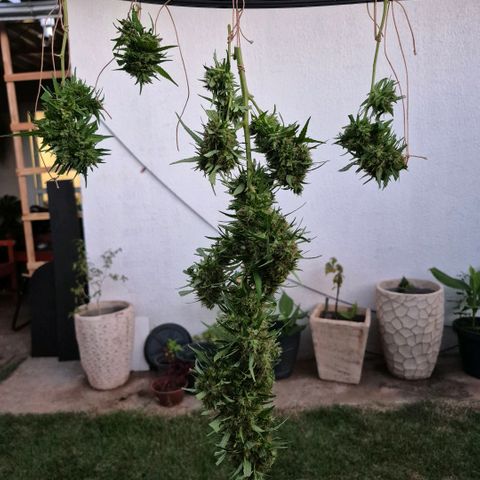 Maria José (prenseed) growlog timeline photo