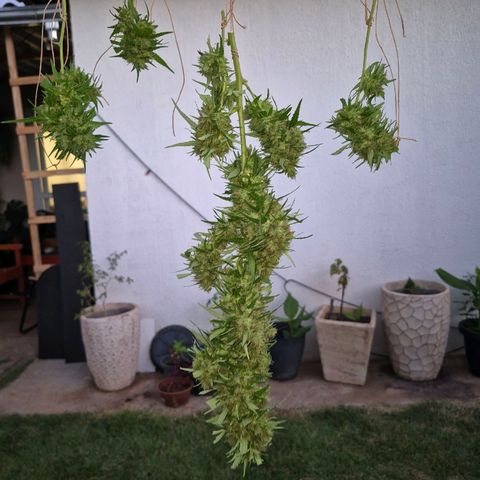 Maria José (prenseed) growlog timeline photo
