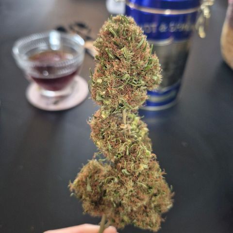 Maria José (prenseed) growlog timeline photo