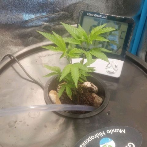 Mac Daddy growlog timeline photo