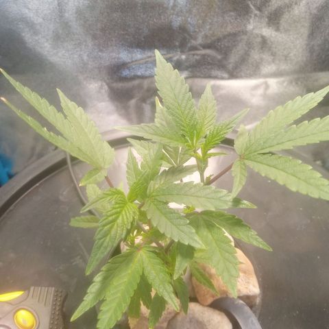 Mac Daddy growlog timeline photo