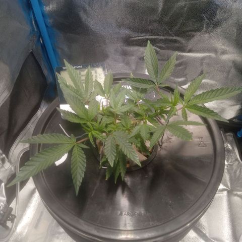 Mac Daddy growlog timeline photo