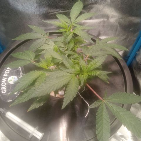 Mac Daddy growlog timeline photo