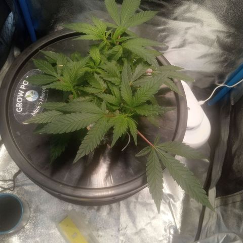 Mac Daddy growlog timeline photo