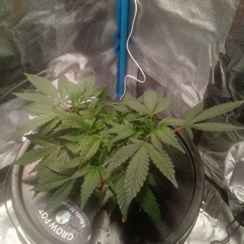Mac Daddy growlog timeline photo