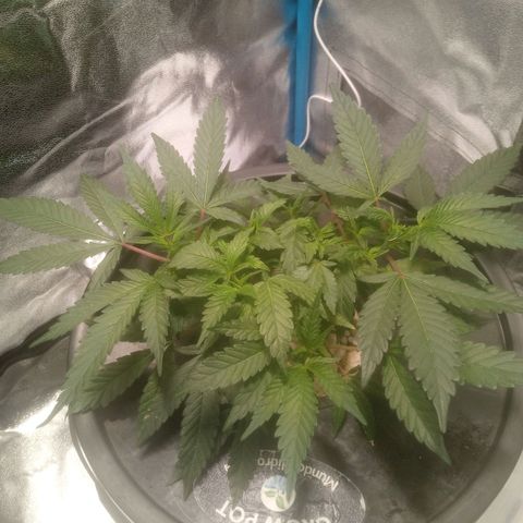 Mac Daddy growlog timeline photo