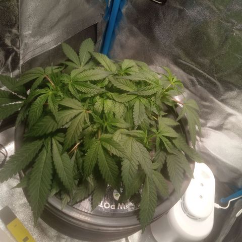 Mac Daddy growlog timeline photo