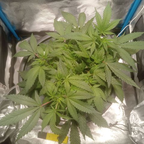 Mac Daddy growlog timeline photo