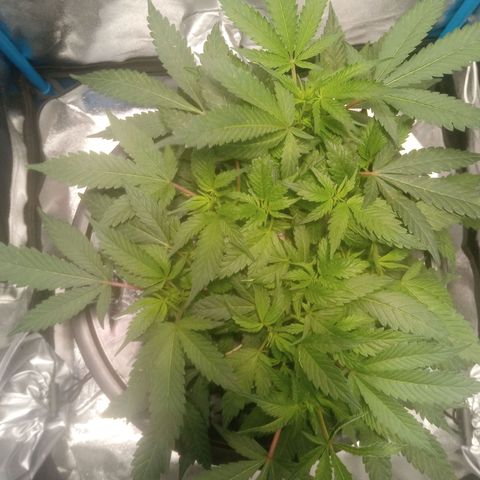 Mac Daddy growlog timeline photo