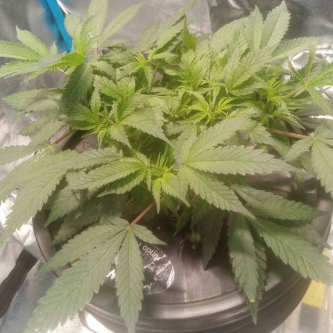 Mac Daddy growlog timeline photo