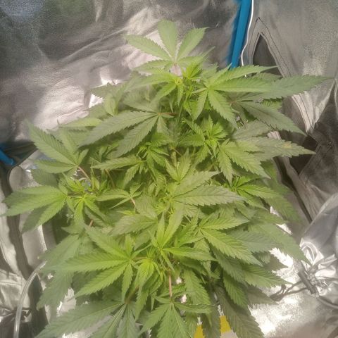 Mac Daddy growlog timeline photo