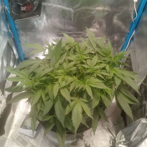 Mac Daddy growlog timeline photo