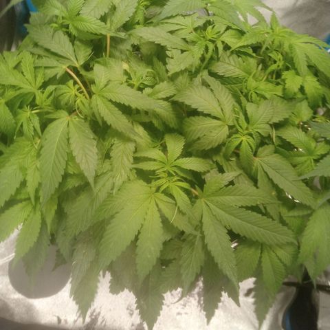 Mac Daddy growlog timeline photo