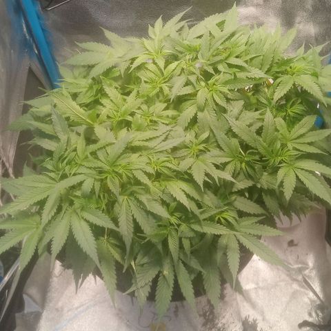 Mac Daddy growlog photo: 17.30