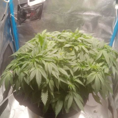 Mac Daddy growlog timeline photo